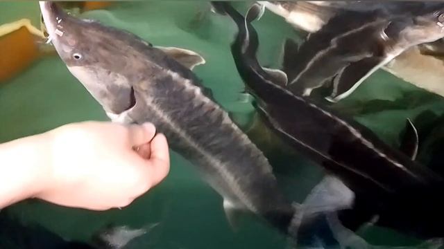 🌊🐟 Экскурсия по осетровой ферме — ручной осетр и интересные истории | Влог часть 2🎥✨ смотреть онлайн