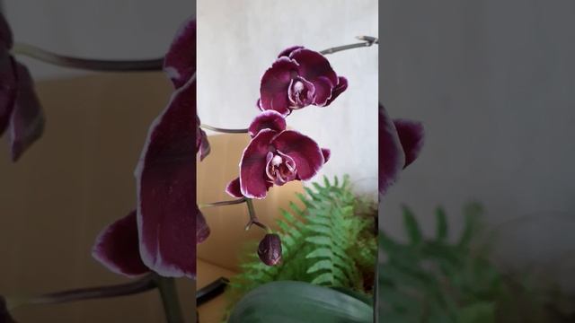 Орхидея фал. Каменная роза. Зимнее цветение. #орхидеи #? смотреть онлайн