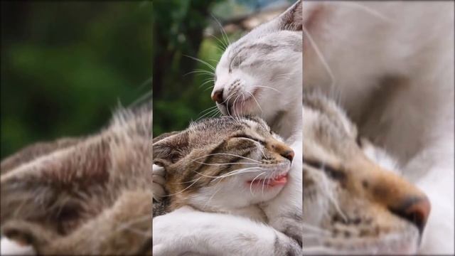 ПРИКОЛЫ 2020. КОТЫ И ЖИВОТНЫЕ. РЖАЛ ПОЛЧАСА. СМЕШНОЕ за ИЮНЬ. ЮМОР ДЛЯ ВСЕХ смотреть онлайн