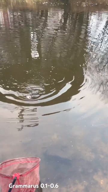 Gammarus и клязьминский лещ смотреть онлайн