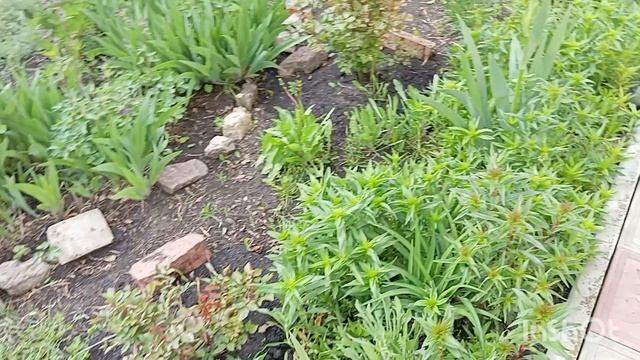 Расцветают в садике цветочки смотреть онлайн