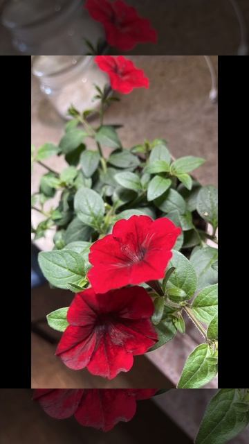 С 8 марта Девочки! 🍾 #beautiful #amazing #reels #flowers #8march #girl #girls смотреть онлайн