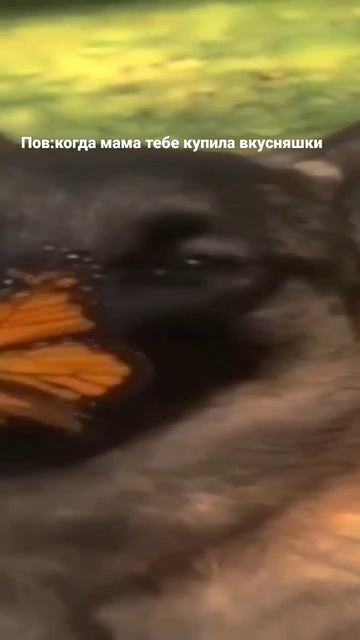 Ой простите когда купила и когда не купила должно быть смотреть онлайн