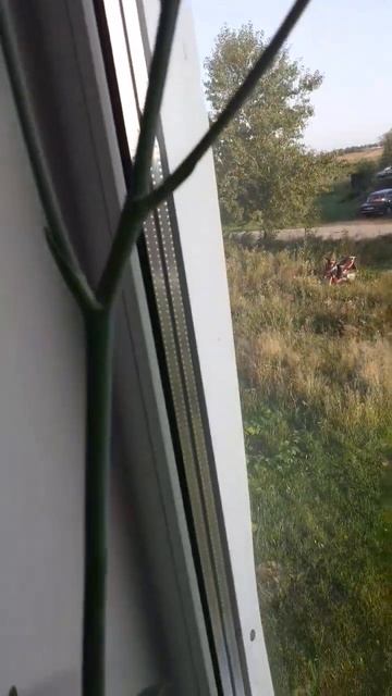 цветёт алоэ смотреть онлайн