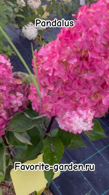 Pandalus #hidrangea #paniculata #гортензияметельчатая #гортензия