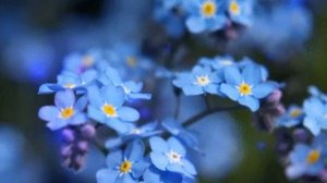 Футаж🔷Заставка И Фон🔷По Теме НЕЗАБУДКИ