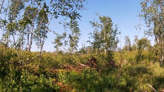 Хожу брожу по своему лесу смотреть онлайн