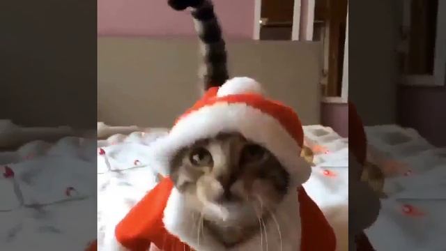 Животные с юмором