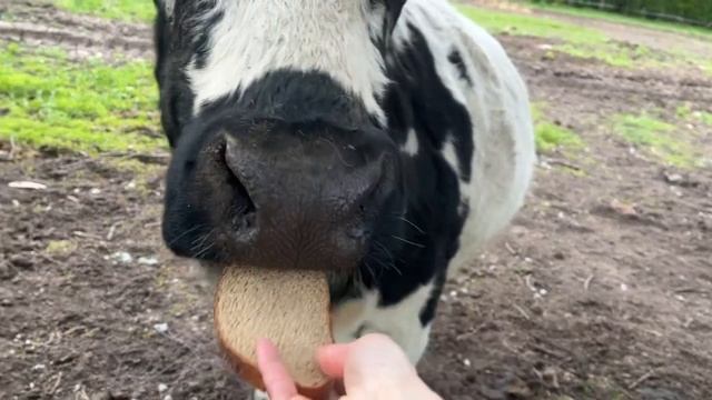 Корова далматинец. Добрая ферма. Здесь не убивают живо смотреть онлайн