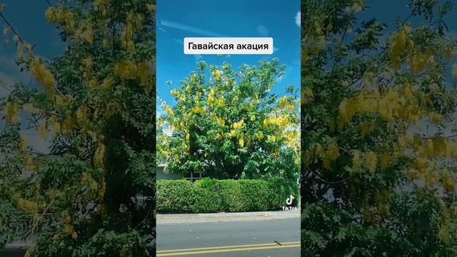 Гавайи Гонолулу Жёлтая Акация смотреть онлайн