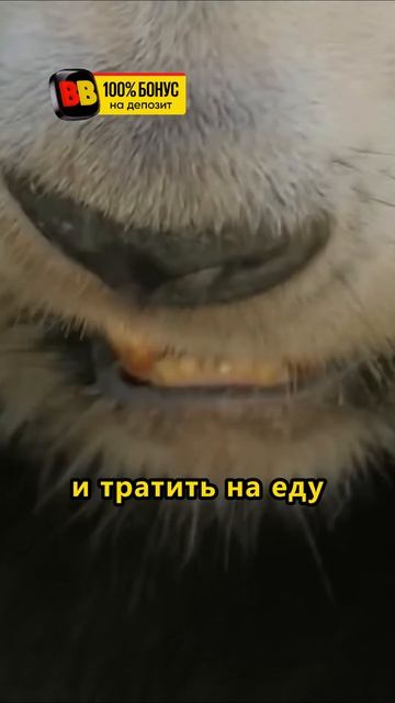 У панды есть 6 палец #shorts #животныймир #животные смотреть онлайн