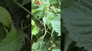 Малина «Краса России»