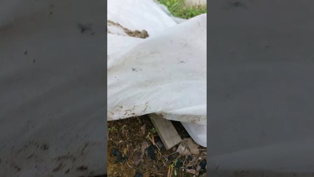 10.05.2024 Состояние винограда после заморозков смотреть онлайн