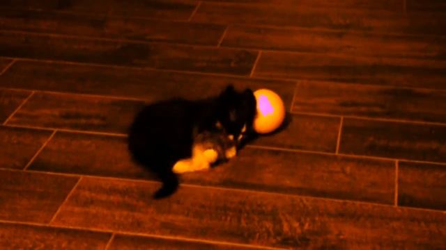 Смешной котенок играет - просто тигр: Видео