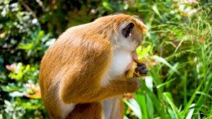 Викторина для детей - Что едят животные - Угадай, какую еду едят разные звери