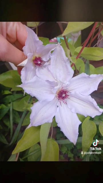 Клематис кітне #весна #flowers #садовірослини #клематис #г? смотреть онлайн