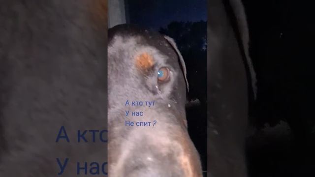 А кто тут у нас не спит🤔🤫#ротвейлерРафа#ночь#собака смотреть онлайн