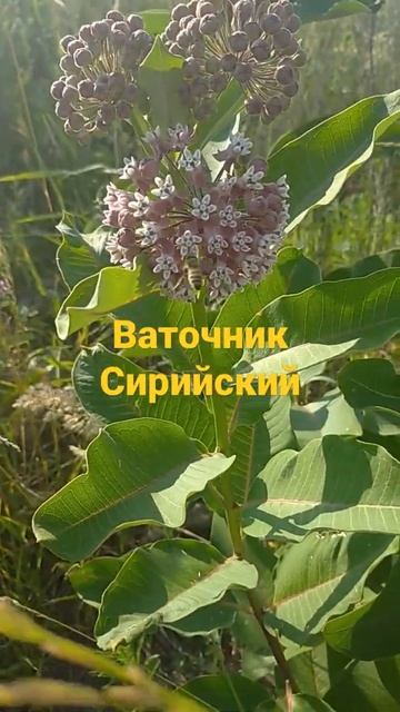 Работа пчёл на ваточнике сирийском смотреть онлайн