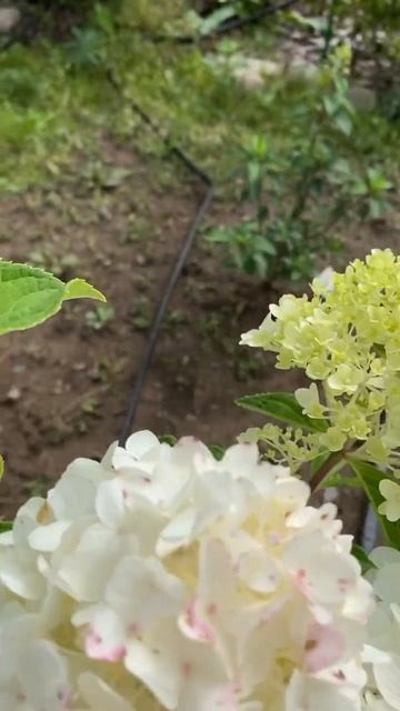 ШУГА РАШ гортензия🌿🌺🌸 Мы ВКонтакте: Клубника Малин смотреть онлайн