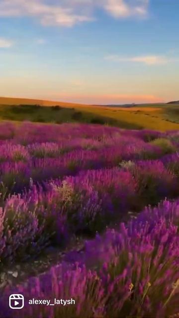 Самое большое лавандовое поле Европы находится в Крым смотреть онлайн