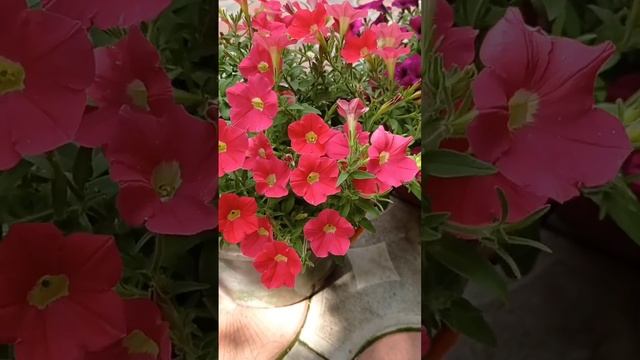 Петуния Шок вейв смотреть онлайн