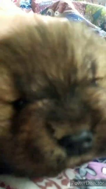 Щенок чау-чау, 1 месяц смотреть онлайн