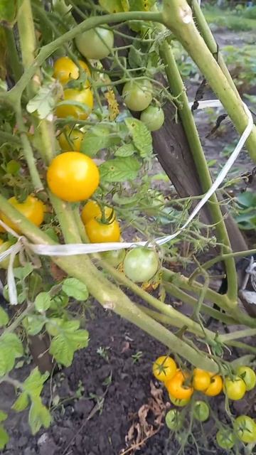 Тоже новинка томат в моем огороде !!🍅🍅🍅 смотреть онлайн