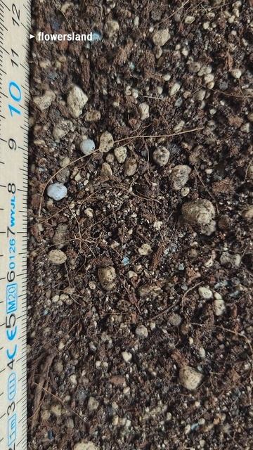 Lechuza TERRAPON | Субстрат Лечуза ТЕРРАПОН | @FlowersLand