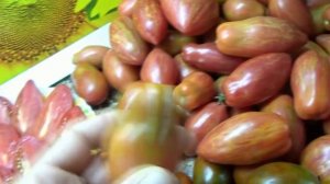 Универсальные Томатные Гномы - и для консервирования, и для салатов. Гном Леди Мадонна.