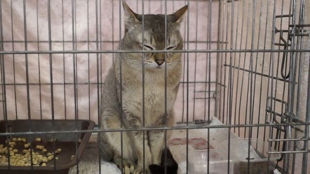 Выставка КОШЕК. смотреть онлайн