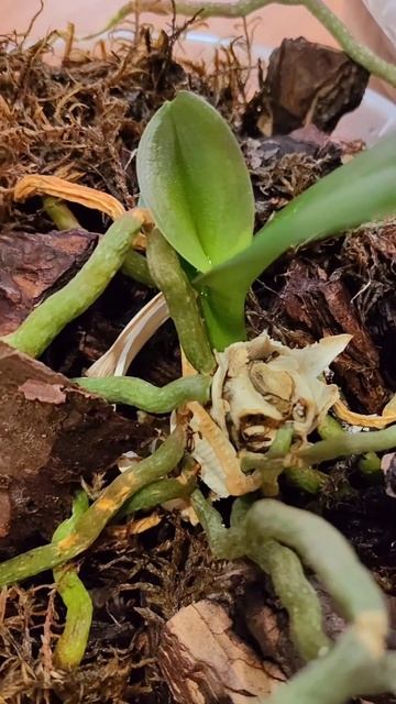 Орхидеи всегда будут давать деток. #орхидеи#детки#моиш