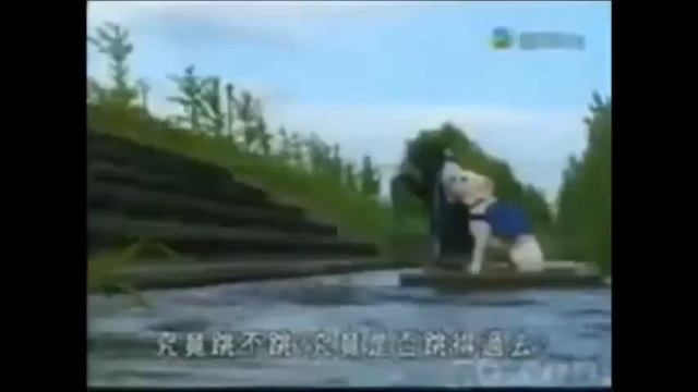 Лучшая подборка прикольных видеороликов Ржачные обезьяны смотреть онлайн