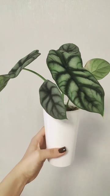 Алоказия silver dragon ❤️ смотреть онлайн