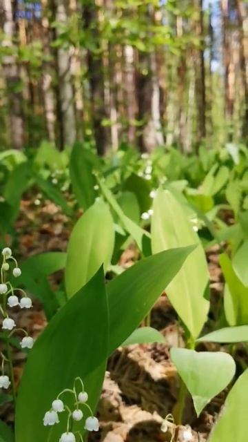 Ландыши в весеннем лесу 13.05.2023 смотреть онлайн