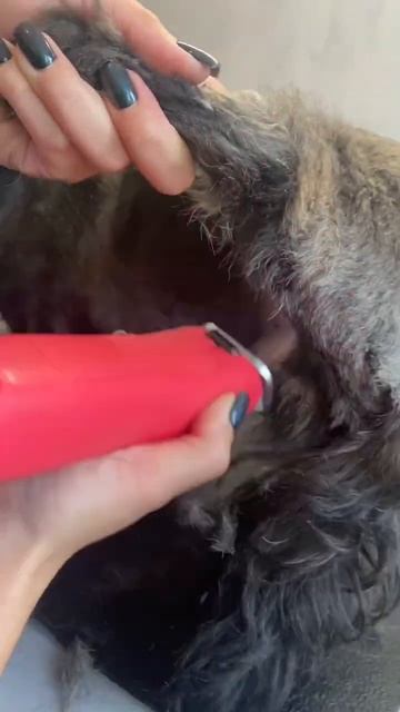 Видели ши-тцу такого окраса? #viral #animal #dog #собака #doglover #pe смотреть онлайн