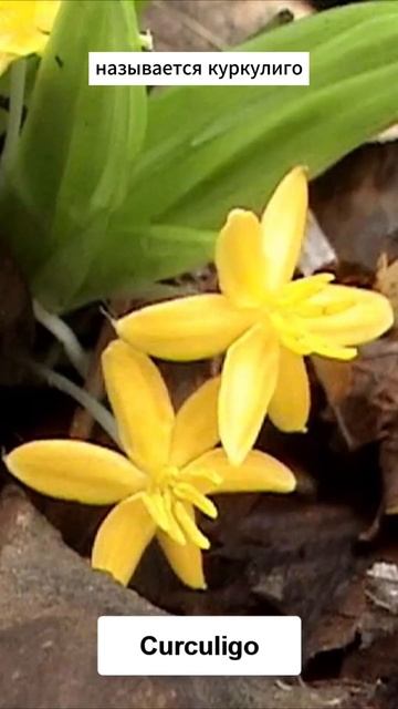 Она способна повышать уровень тестостерона смотреть онлайн