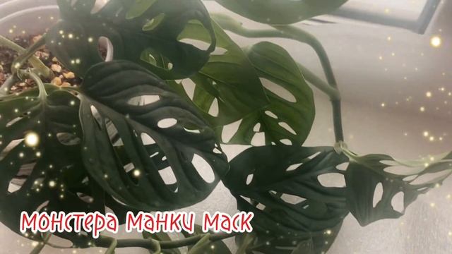 монстера Манки маск смотреть онлайн