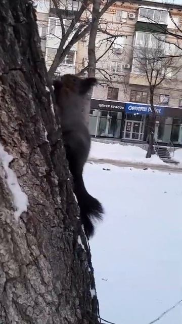 Орешки есть буду, а погладить не дам!! смотреть онлайн