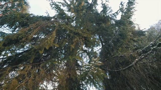 Прогулка по заснеженному Королевскому бору смотреть онлайн