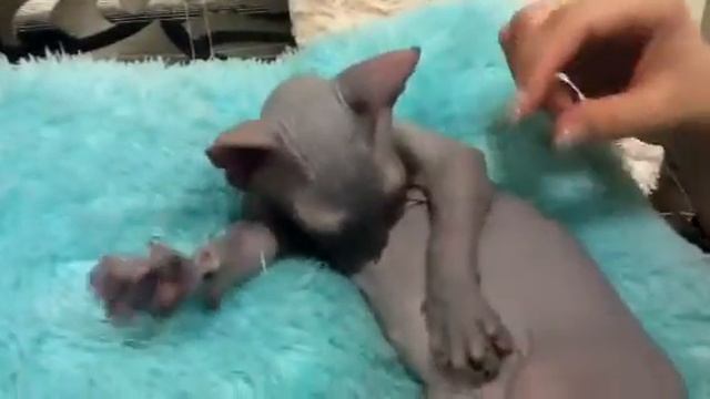 Донской сфинкс прикол смотреть онлайн