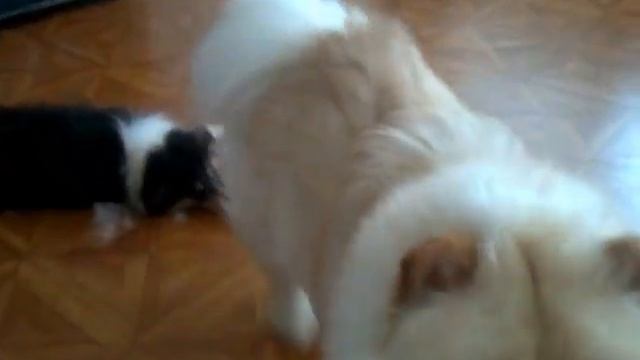 Ну давай, чеши меня = смотреть онлайн