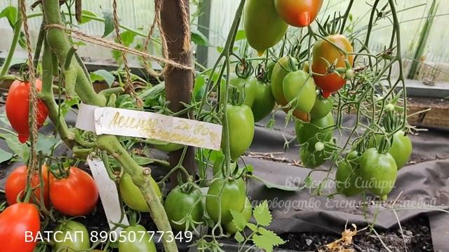 3 СОРТА ТОМАТОВ - ТОЧНО ЛЮБОВЬ НАВСЕГДА, и никогда от ни смотреть онлайн