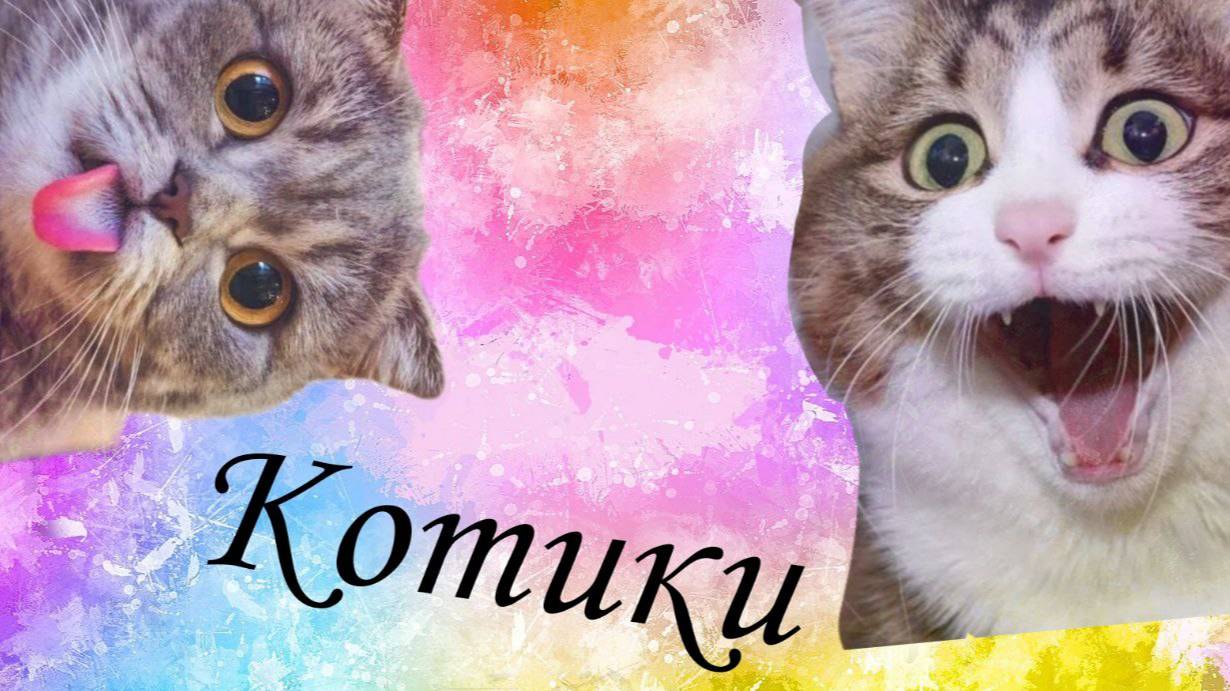 Котики#1. Подборка смешных видео с кошками. Котята. смотреть онлайн