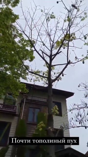 Авокадный пух #китай #2023 #тополиныйпух #пух #шортс #шорт