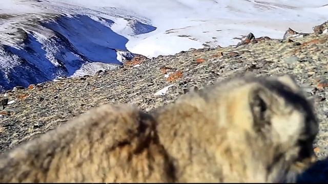 В Горном Алтае фотоловушка привлекла внимание манула смотреть онлайн