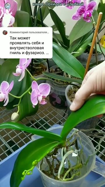3 листа пожелтели. Что дальше? Часть 2. #орхидеи #орхидея смотреть онлайн