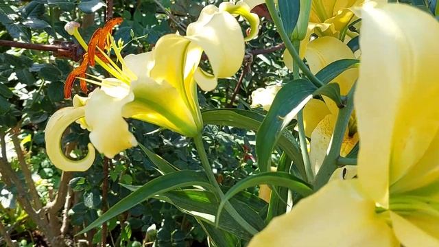 Лилии ОТ гибриды самые лучшие смотреть онлайн