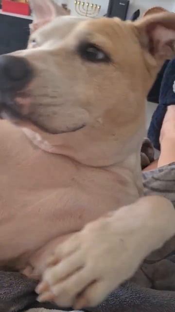 ой..только не надо..😎 #питбульдося🐕#юмор смотреть онлайн