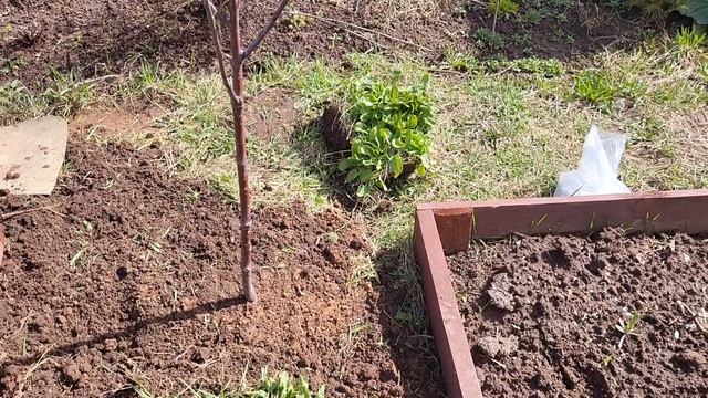 СЕКРЕТ ПОСАДКИ ДРЕВОВИДНОЙ ВИШНИ 🍒 смотреть онлайн