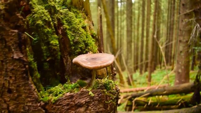 ЖЕСТКИЕ КУЛУАРЫ ИГРОВЦА! 😜 🙃 смотреть онлайн